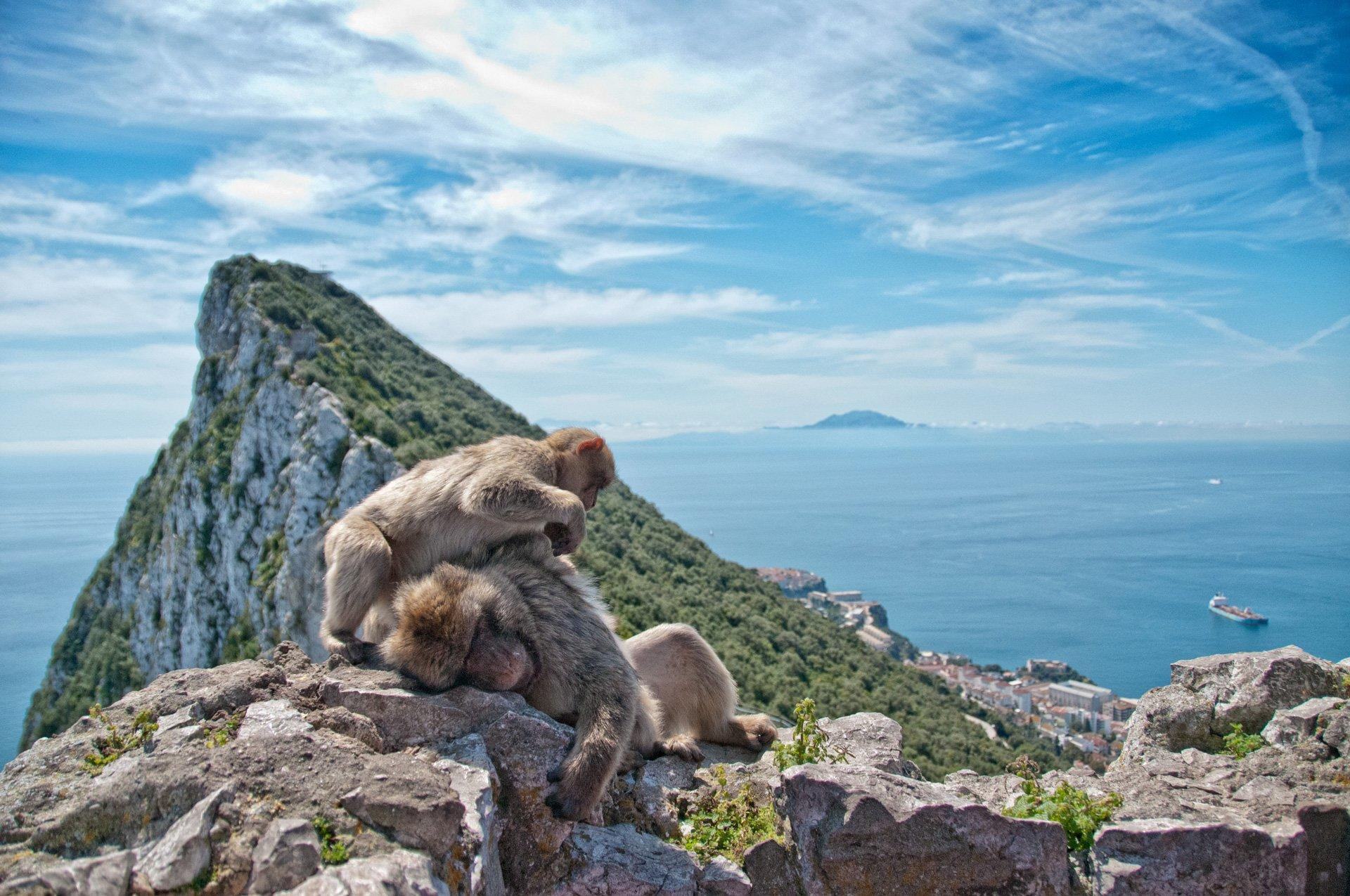 Скала обезьяна. Маготы Гибралтара. Гибралтар обезьяны маготы. Гибралтарский магот. Гибралтарский макак.