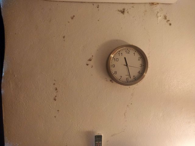 Ants.jpg