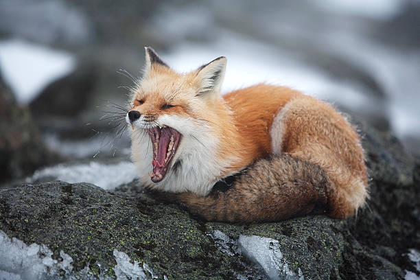 fox.jpg