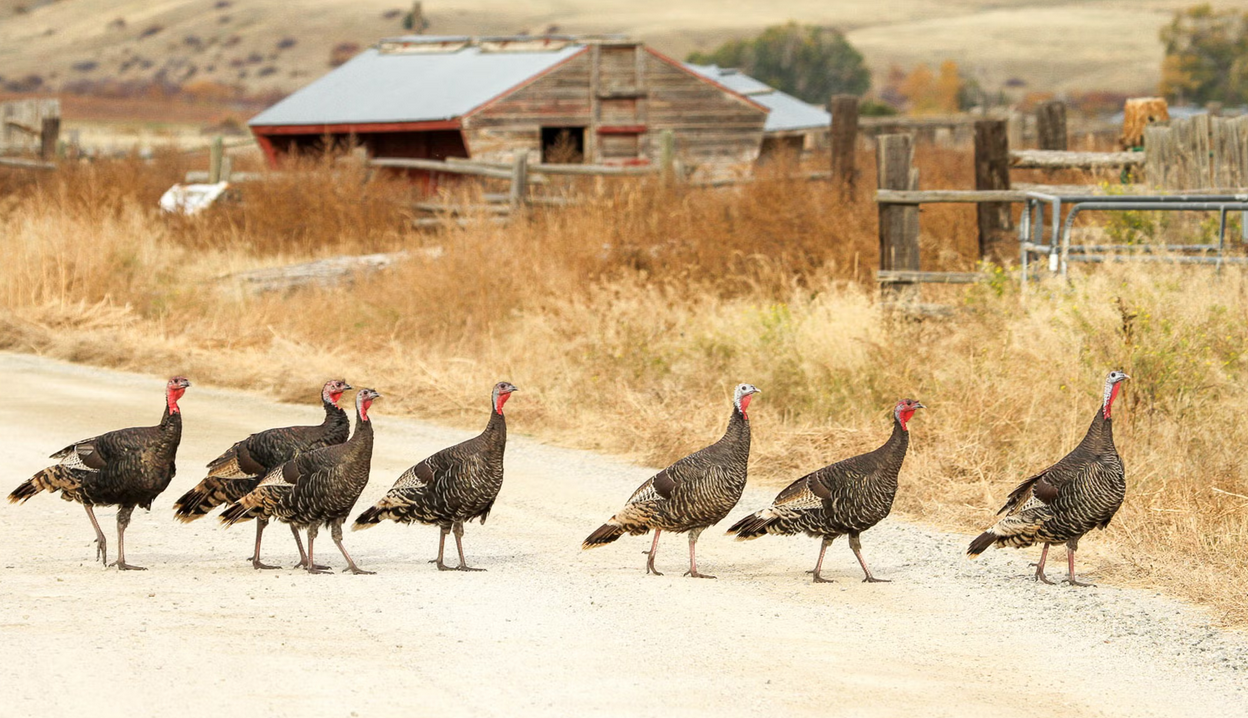 turkeys in the nighborhood.png