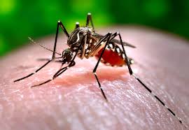 Dengue-mosquito-Flickr.jpg