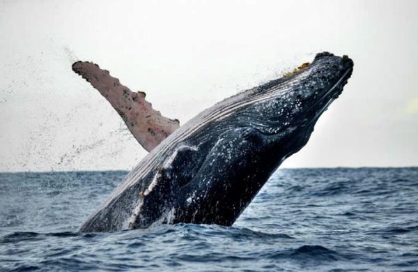 Observacion-ballenas-Remolacha-Twitter-e1642462391201.jpg