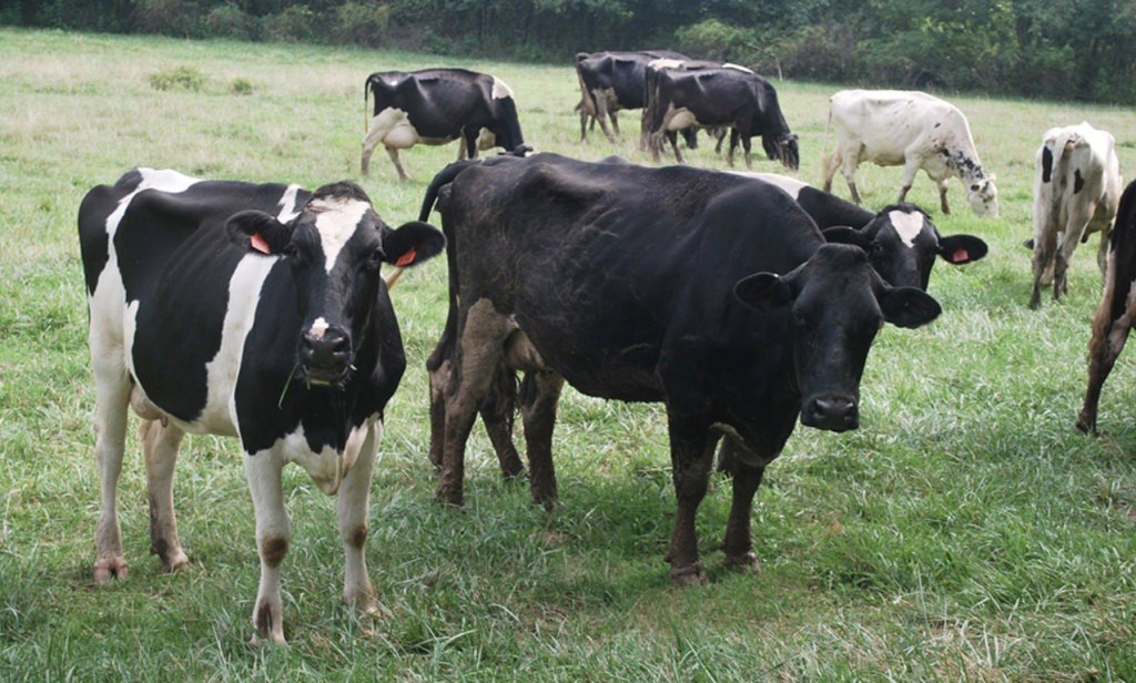 Vacas-El-Caribe-1024x616.png