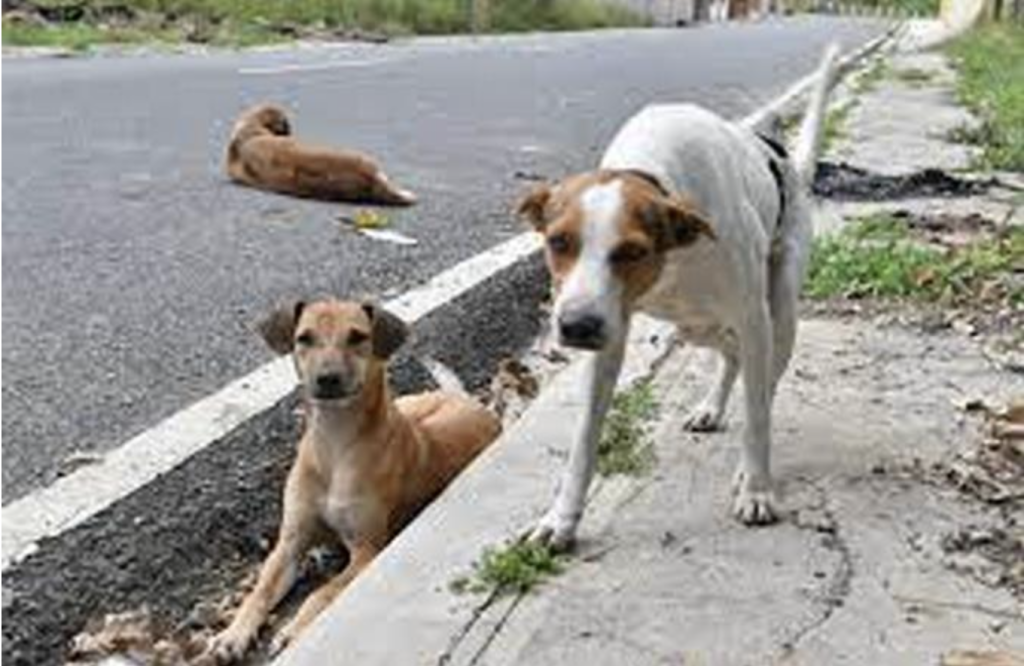 Perros-Callejeros-Listin-Diario-1024x666.png