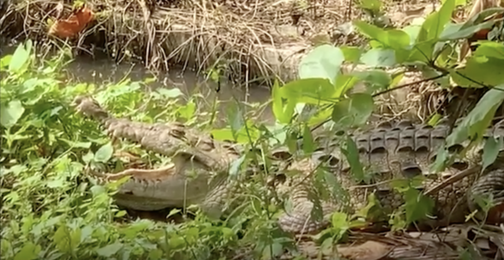 Cocodrilo-donado-al-Zoologico-Diario-Libre-1024x529.png