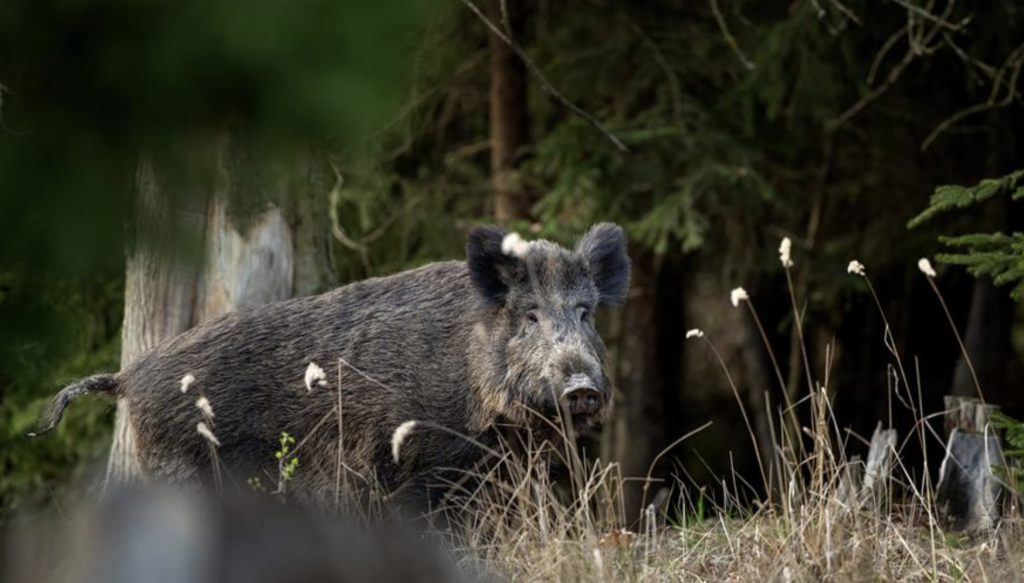 Dominican Republic suspends pork imports from Spain, bad timing as Iberian delicacies are a Christmas staple