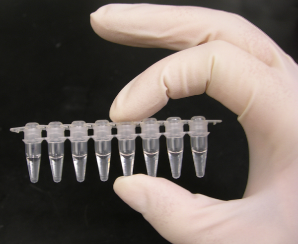 PCR-tubes-Wikipedia-e1590408618972.png