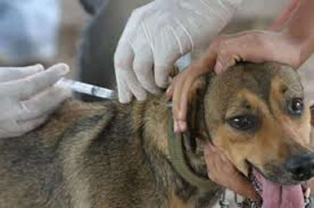 13 November is dog and cat rabies vaccination day | DR1.com