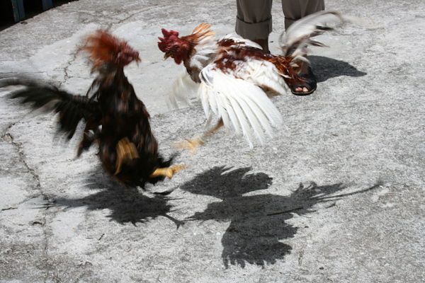 Pelea-de-Gallos-Commons-Wikimedia-e1605187407905.jpg